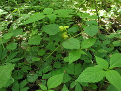 Lamium galeobdolon galeobdolon