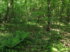 Lamium galeobdolon galeobdolon