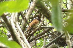 Pachyramphus aglaiae