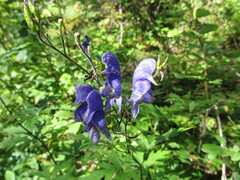 Aconitum degenii