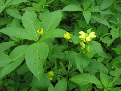 Lamium galeobdolon galeobdolon