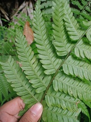 Diplazium polypodioides