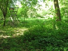 Lamium galeobdolon galeobdolon