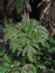 Diplazium polypodioides