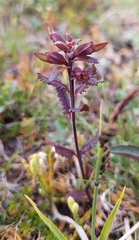 Pedicularis lapponica