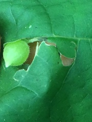 Collinsonia canadensis