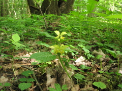 Lamium galeobdolon galeobdolon