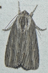 Acronicta lithospila