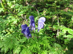 Aconitum degenii