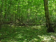 Lamium galeobdolon galeobdolon