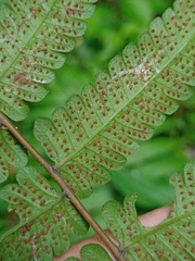Christella subpubescens