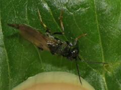 Balcha indica