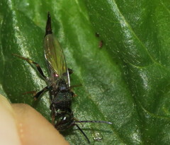 Balcha indica