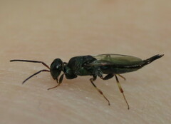 Balcha indica