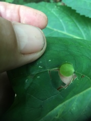 Collinsonia canadensis