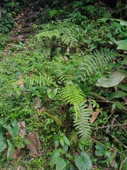 Christella subpubescens