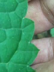 Collinsonia canadensis