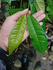 Ficus nervosa
