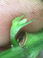 Collinsonia canadensis