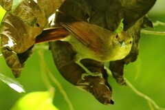 Thamnistes anabatinus