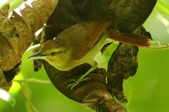 Thamnistes anabatinus