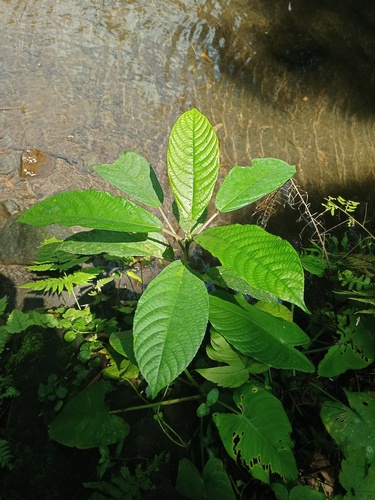 Dendrocnide stimulans observed 2022-08-17