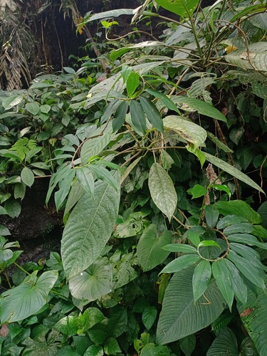 Dendrocnide stimulans observed 2022-08-17