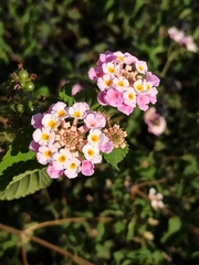 Lantana camara