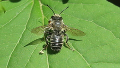 Megachile frigida