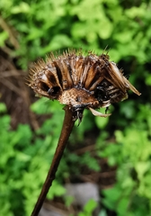 Verbesina lottiana