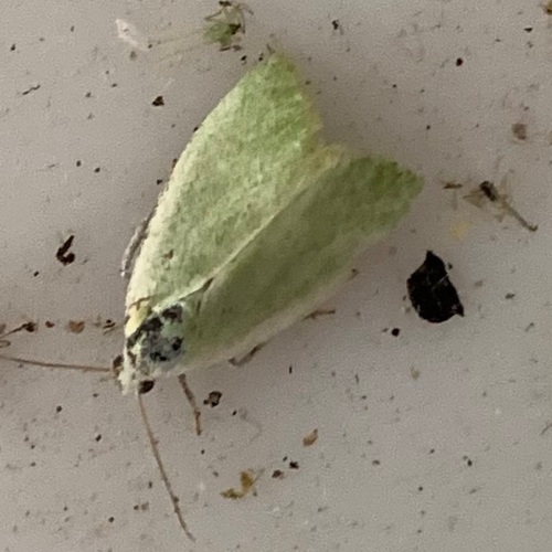 Cream-bordered Green Pea, Amsterdam, Oude Haagseweg, photo 8 of 10