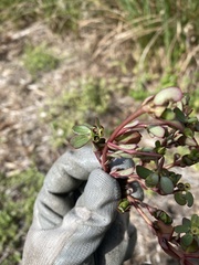 Portulaca oleracea