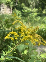 Solidago canadensis hargeri