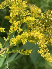 Solidago canadensis hargeri
