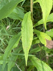 Solidago canadensis hargeri