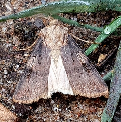 Agrotis puta
