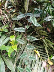 Cissus discolor