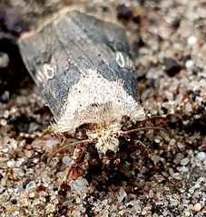Agrotis puta