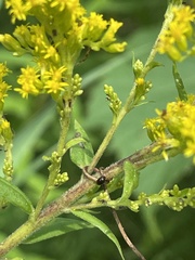 Solidago canadensis hargeri
