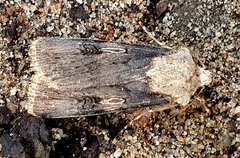 Agrotis puta