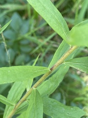 Solidago canadensis hargeri