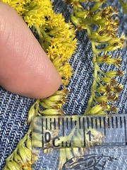 Solidago canadensis hargeri