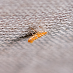 Phyllonorycter celtisella