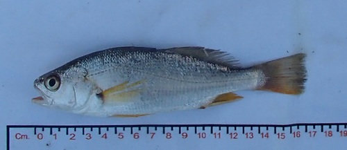 Bairdiella (Bairdiella icistia) — Sciaenidae — 3