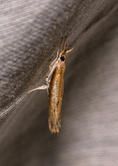 Fissicrambus mutabilis