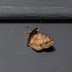 Digrammia ocellinata