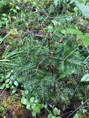 Abies balsamea image