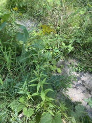Solidago canadensis hargeri