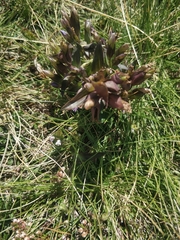 Swertiinae