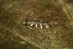 Eulamprotes wilkella
